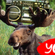 Illustration for article titled Scientists Discover that Moose Antlers Act as Amplifiers